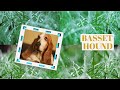 basset hound puppies - cutest basset hound - adorable basset hound