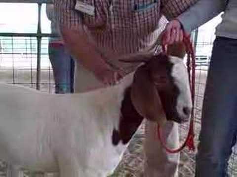 Selecting a 4-H Market Goat Prospect - Part 1