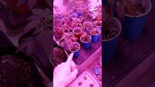 How many male versus female cannabis/hemp plants will I get per 10 regular seeds?