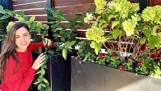 видео: Высаживаем осенний контейнерный бордюр из полностью красных цветов! 🌷❤️ картинка: Высаживаем осенний контейнерный бордюр из полностью красных цветов! 🌷❤️