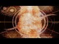 CROWDED HOUSE DISTANT SUN