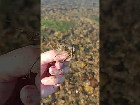 Smallmouth Bass Fishing