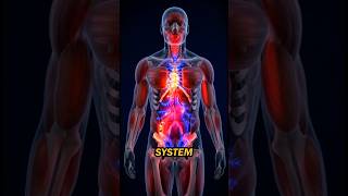 What Happens During Boys’ Puberty? (Biology Explained)