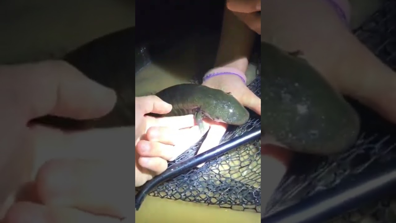 the Greater Siren is one of my favorite animals!  