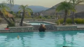 Bear takes a dip in a Simi Valley pool