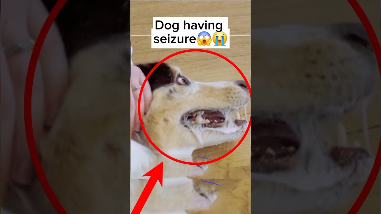 What to do when dog has seizure😱😭