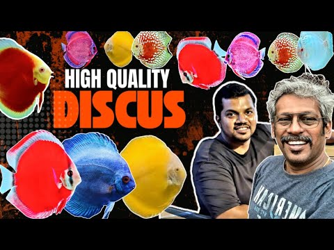 Discus Youtube MOST BEAUTIFUL DISCUS FISH | DISCUS FISH | DISCUS - YouTube