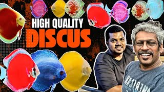 MOST BEAUTIFUL DISCUS FISH | DISCUS FISH | DISCUS