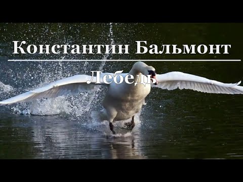 Константин Бальмонт - Лебедь