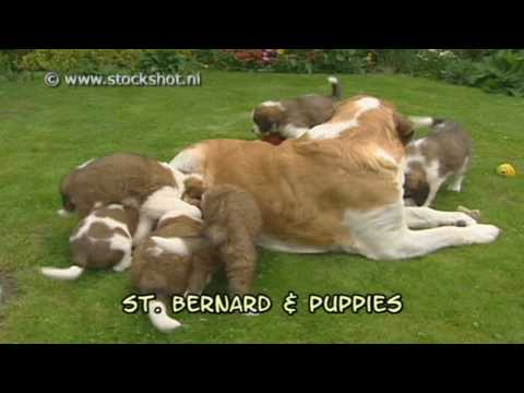 st. bernard & puppies