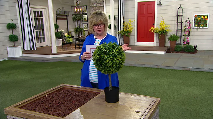 Wicker Park 2' Tall Potted Boxwood Tree on QVC