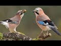 Beautiful Nature And Wildlife Video