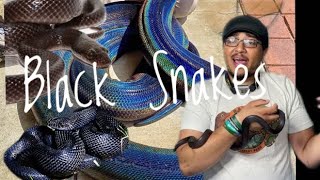 Black Snakes You Can Keep as Pets That Aren’t Mexican Black King Snakes