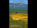 الشيخ ناصر القطامي تلاوة من سورة ص Recitation From Surah Sad 1080p الشيخ ناصر القطامي تلاوة من سورة ص Recitation From Surah Sad 1080p