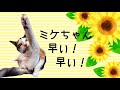 【ミケちゃんお外時代動画】やすらぎさんを見つけて走る！（鳴き声あり）