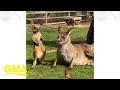 This young kangaroo scratching their belly while sunbathing is a total mood l GMA