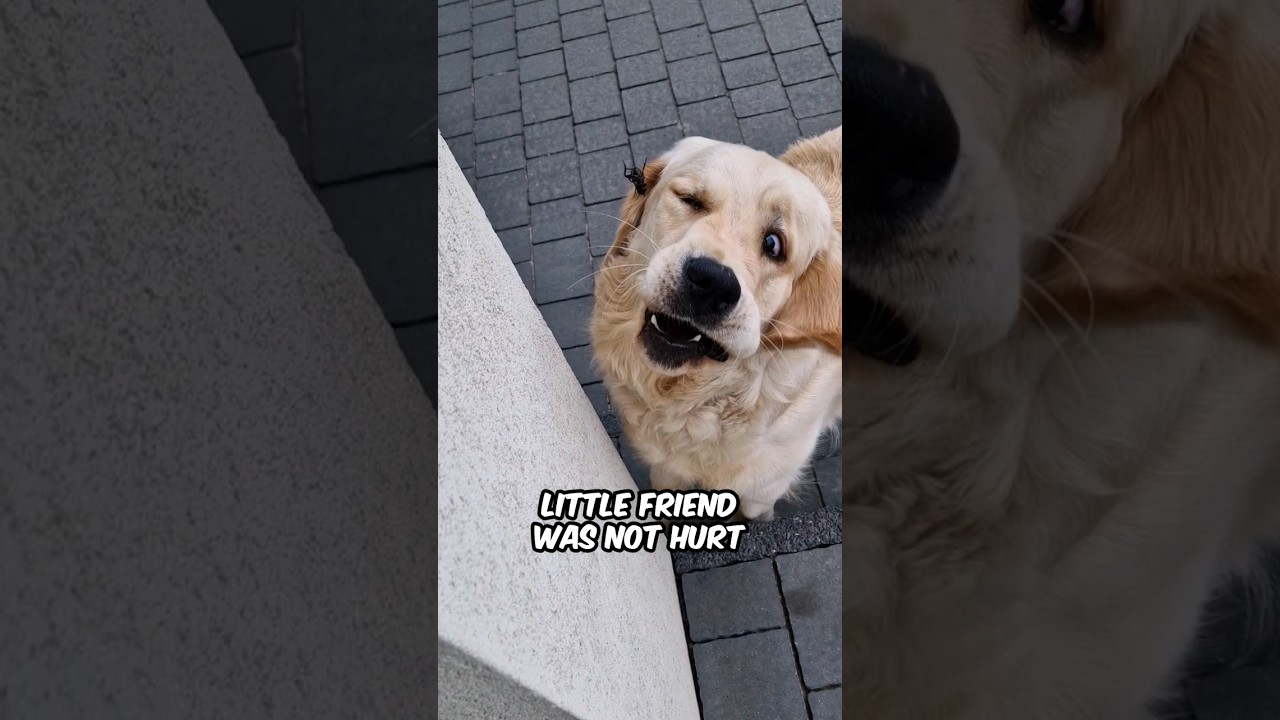 😱 Fear or Curiosity? Golden Retriever Encounters a Cricket Bug 