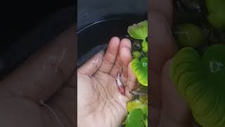 Cewe Bohay Fccp Female