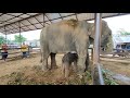 อัพเดทอาการน้องชายเจ้านาโนครับelephant