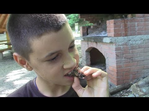 Stone Crayfish - Food in nature