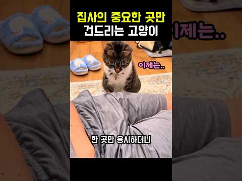 집사의 중요한 곳만 건드리는 고양이 ㅋㅋ #냥이 #야옹이 #냥집사 #웃긴고양이 #고양이영상 thumbnail