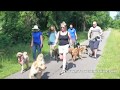 Stow Fire Dogs Pack takes a walk Stow Fire Dogs Pack takes a walk