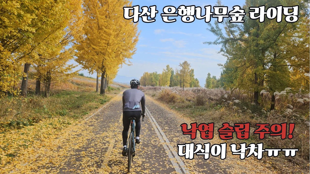고령다산 은행나무숲 라이딩|낙엽 슬립 낙차