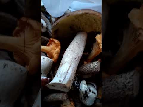 Грибов нет? Места нужно знать