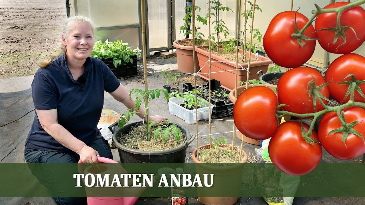 Tomatenkonserven: In welcher Dose steckt gute Ware? | Marktcheck SWR