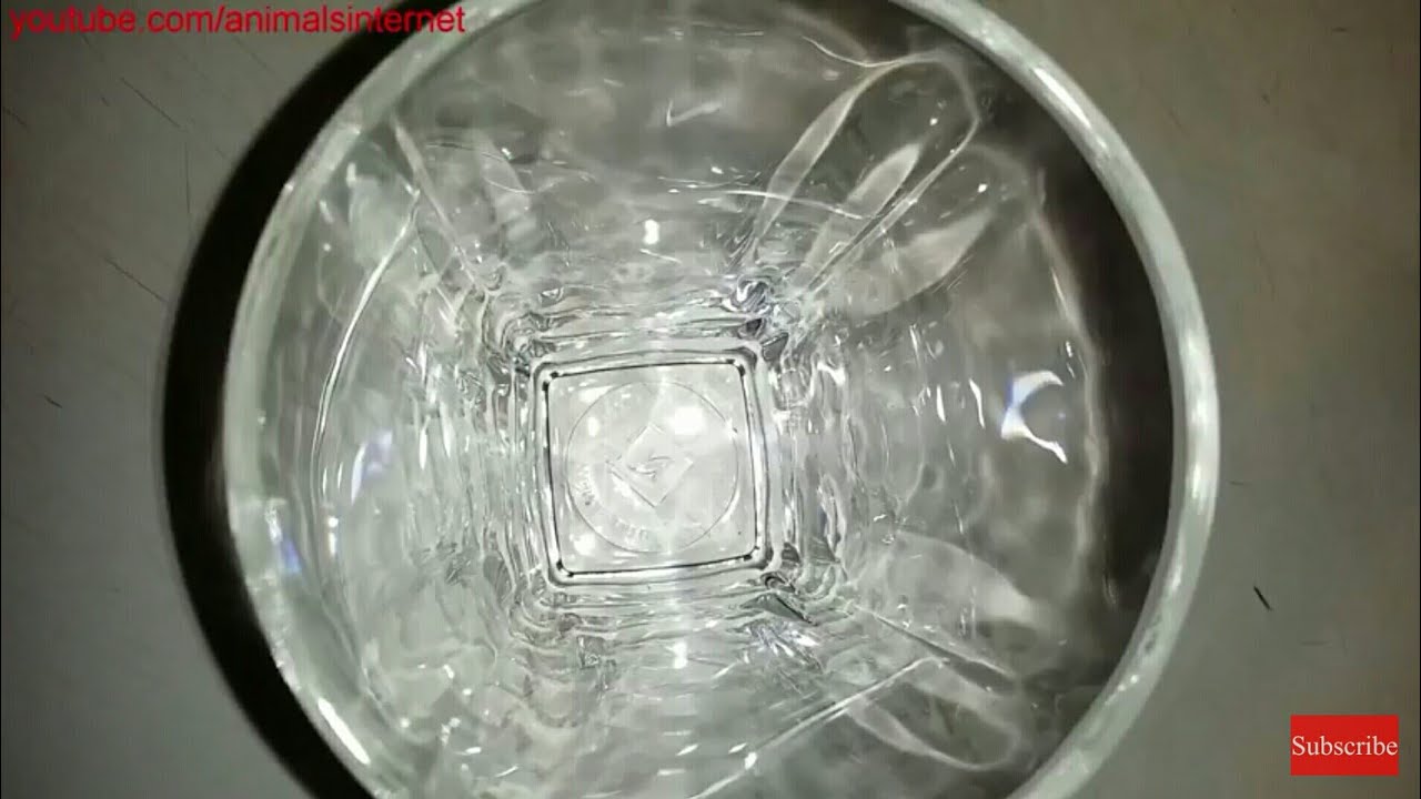 3 free Nespresso Pure Recipe Glass buying 220 coffee capsules unboxing