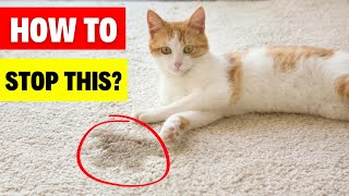 How To Stop Your Cat From Pooping & Peeing Outside The Box (Step-By-Step) #catbreed #catlovers #cat by Geographic Animalz 197 views 5 months ago 2 minutes, 37 seconds