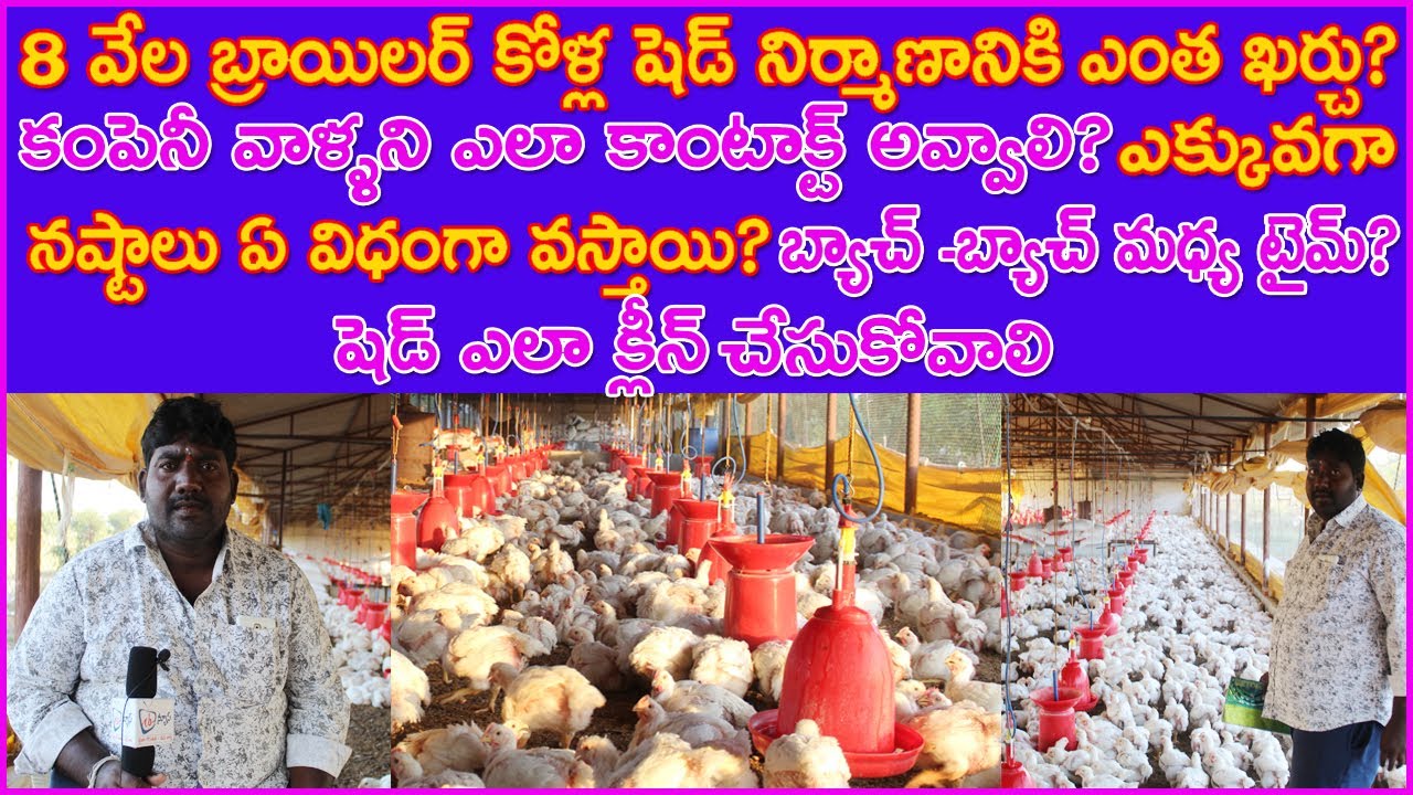 Success Story of Poultry Farmer | 8000 బ్రాయిలర్ కోళ్లషెడ్ కి ఖర్చు?కంపెనీ తో ఎలా కాంటాక్ట్ కావాలి