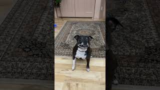 Piper Staffordshire Bull Terrier Being Vocal At The End Of The Work Day