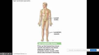 A&P Chapter 1 Lesson 2 Asynchronous