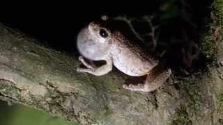 Cope's Gray Treefrog (Hyla chrysoscelis), Male Mating Call