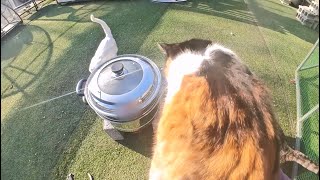 I think I've been feeding cats so well these days by haha ha 101,280 views 2 months ago 7 minutes, 11 seconds