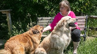 SPCA Montérégie celebrates 30 years as a no-kill animal shelter