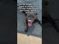 VBACAC #shelterlife #goshelter #fosterdog #foster #shelterdog #girldog #pitbull #fosteringsaveslives