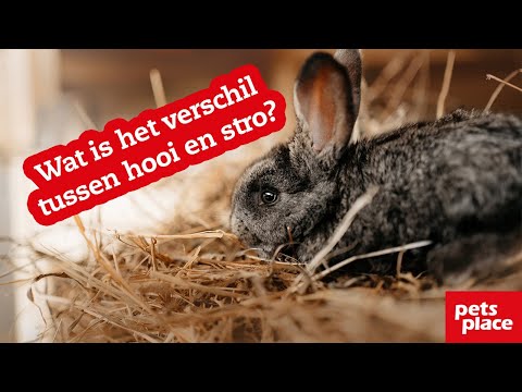 Video: Verschil Tussen Hoed En Pet