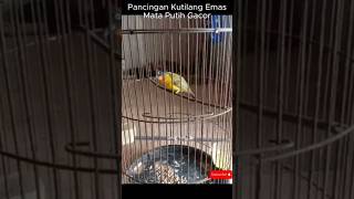 Suara Pancingan Burung Kutilang Emas Mata Putih Gacor