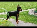 Карликовый пинчер, 6 месяцев (Pinscher/Zwergpinscher/Цвергпинчер)