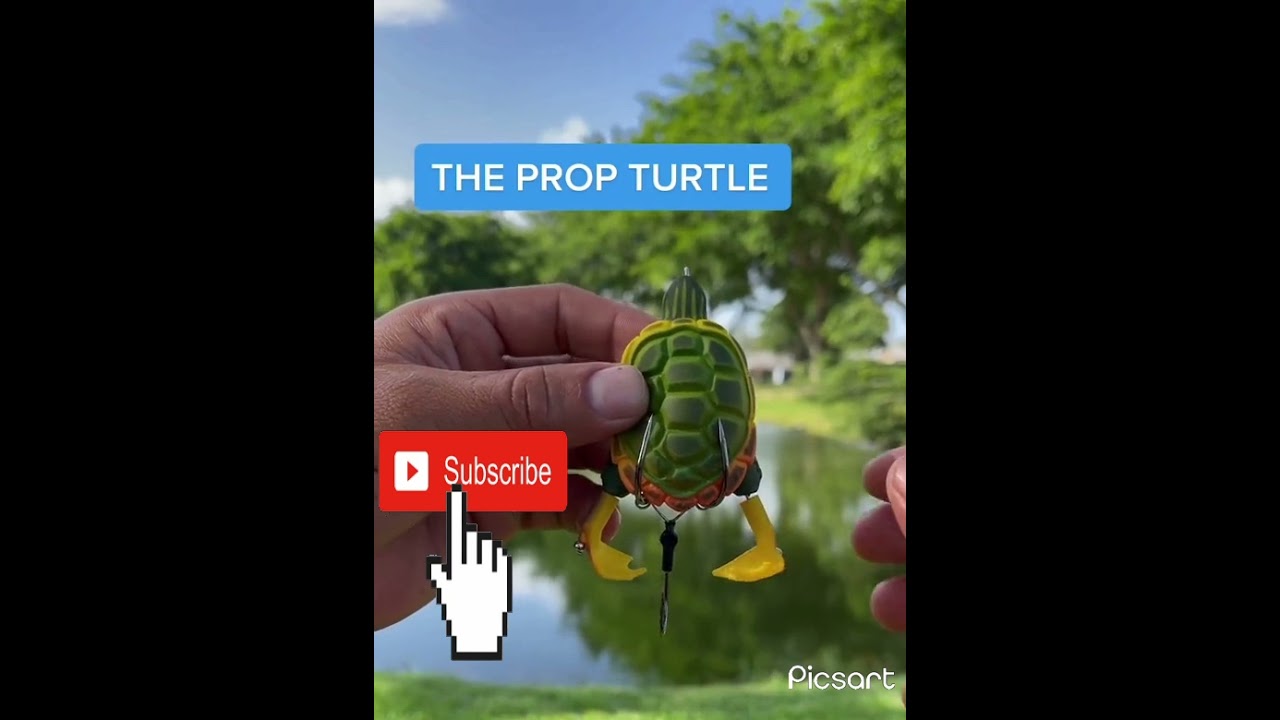 beautiful prop turtle