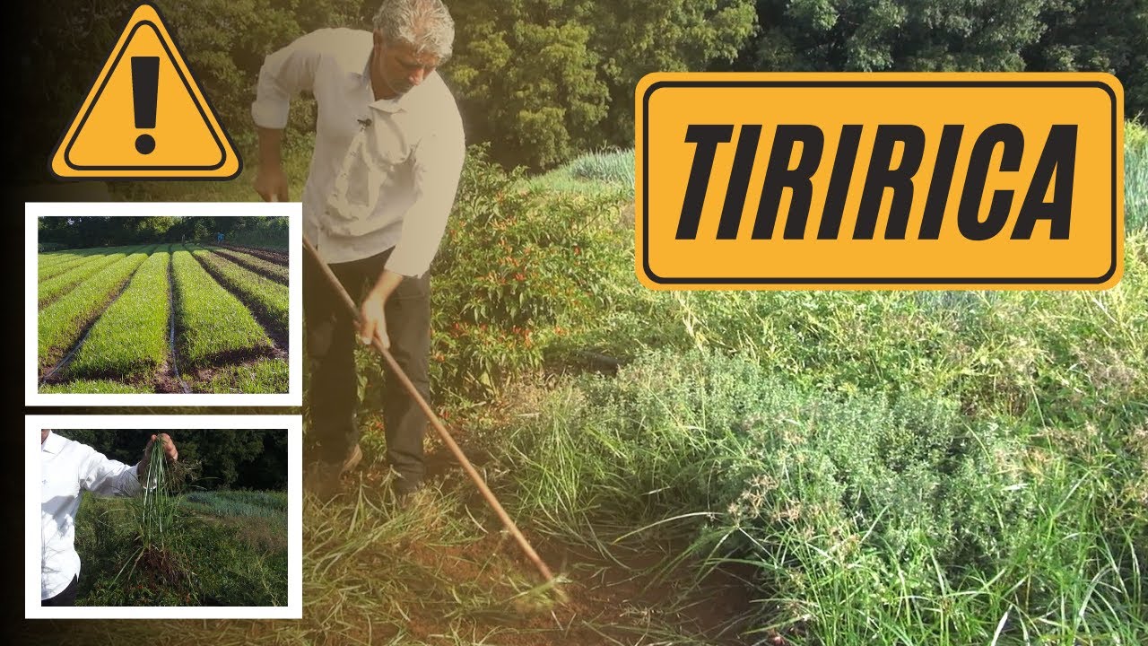 TIRIRICA: VOCÊ PODE PERDER A SUA PRODUÇÃO - Conhecida ainda como: Junça, Junquinho, Capimalho