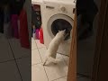 Cat goes crazy over washing machine