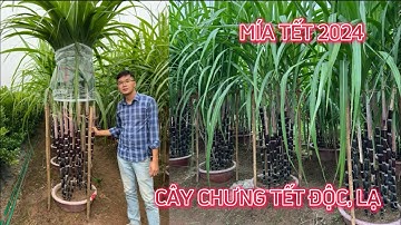 Mía Cảnh chưng Tết 2024 - HÀNG ĐỘC, LẠ TẾT 2024 ☎️: 0968.750.386