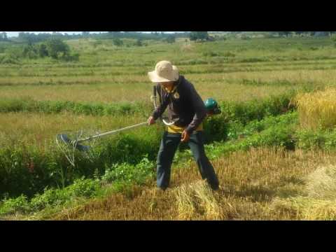 Video Phát minh hữu ích của nông dân (máy cắt lúa nhanh gấp... - youtube