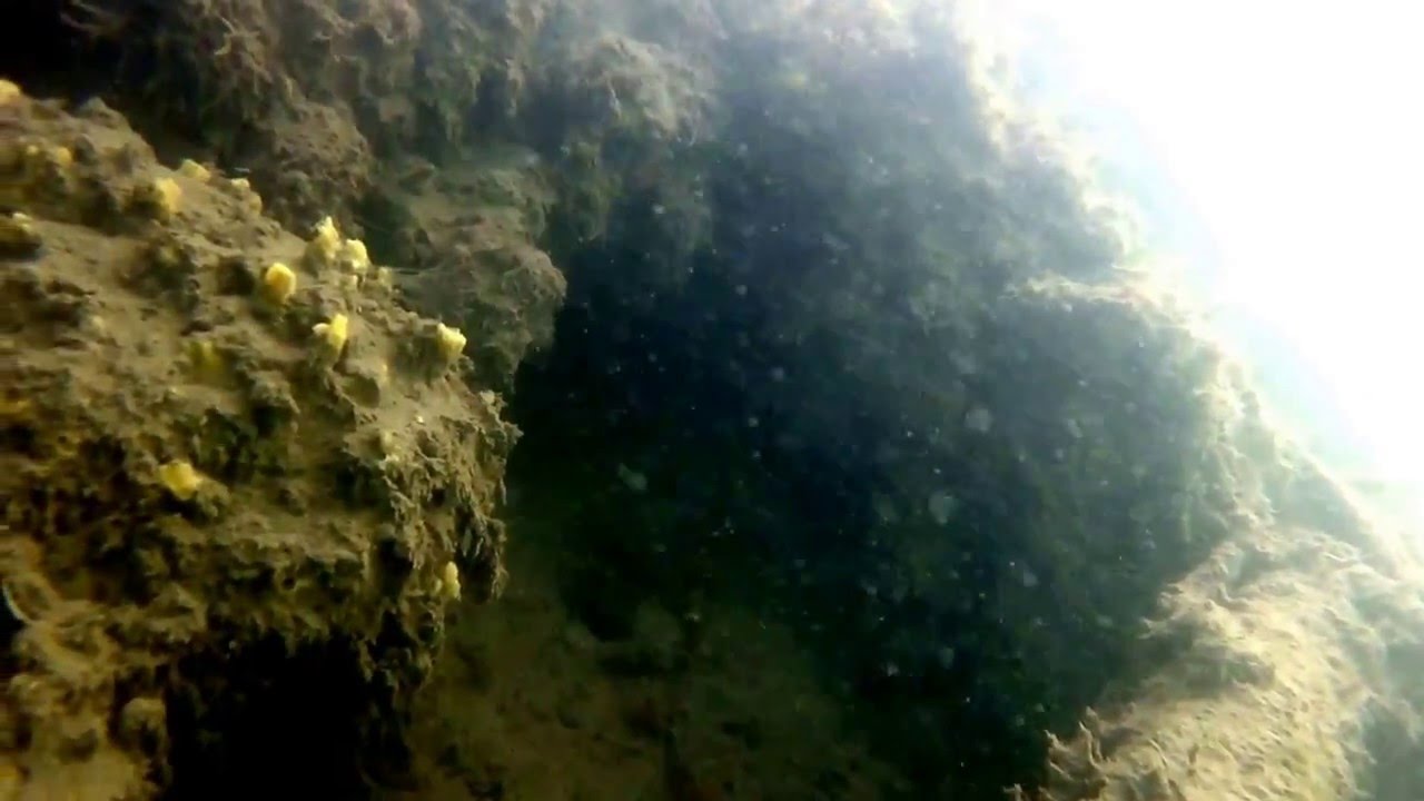 Los Angeles Harbor underwater Cormorant YouTube