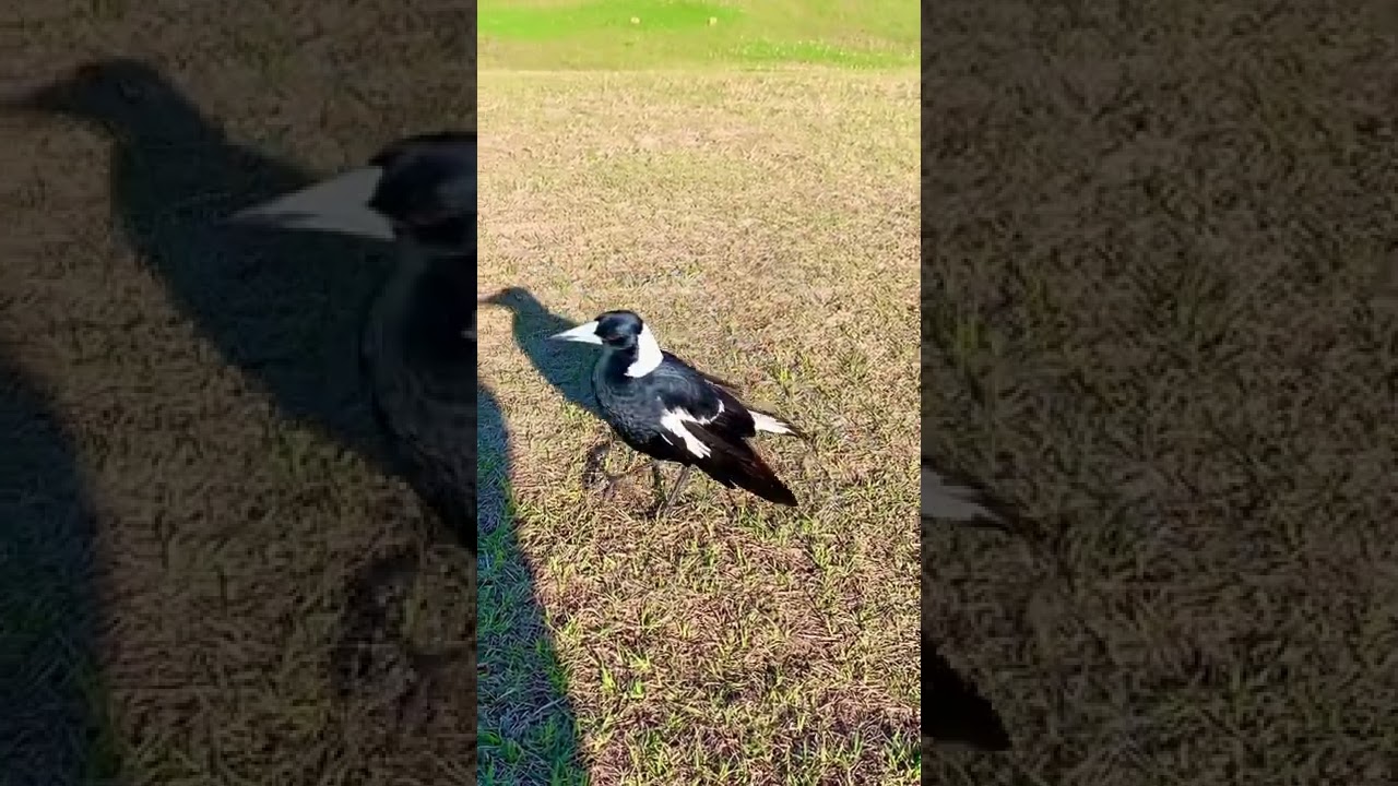Watch It’s magpie swooping season on YouTube Watch It’s magpie swooping season on YouTube