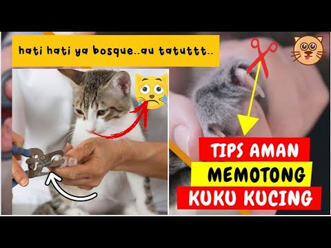 Video: Cara Mengenal Kucing Biru Rusia: 12 Langkah