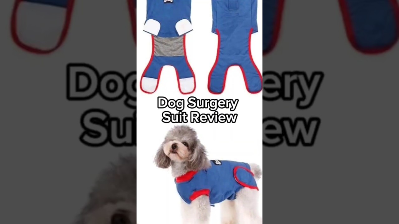 Dog Surgery Suit Review (Size 2XL Shown) | Great Trade NZ